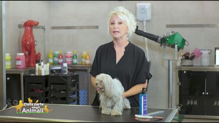 La toelettatura dei cani a pelo lungo